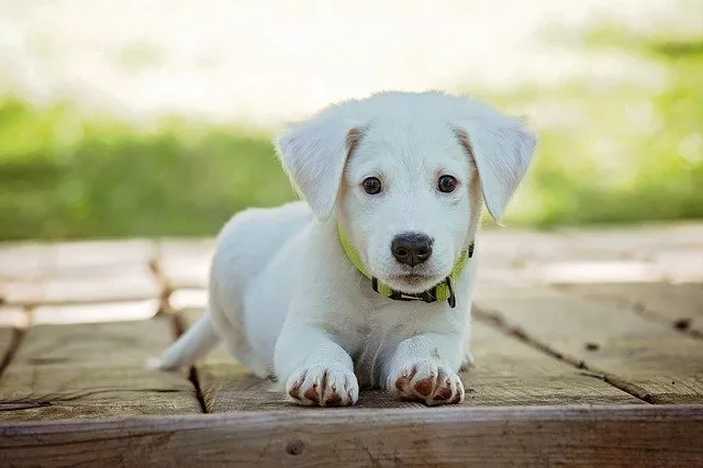 Localizadores GPS para mascotas perros